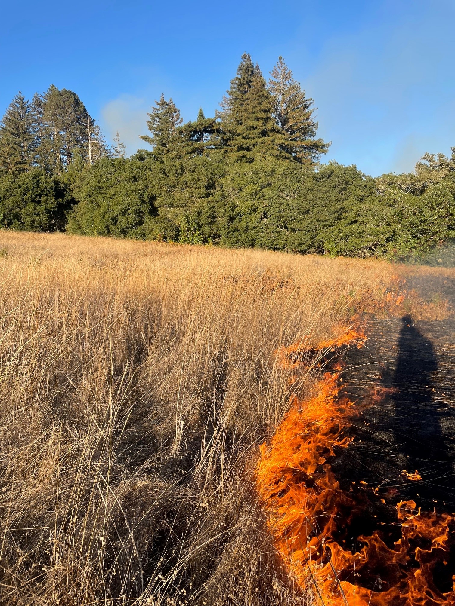 prescribed fire in grassland at Wilder Ranch